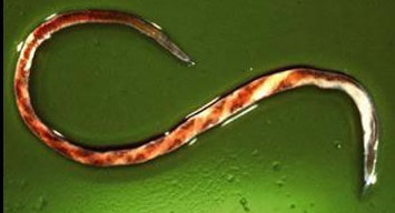 Picture of worm