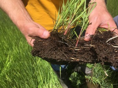 Photograph of hands holding clump of grass and soil