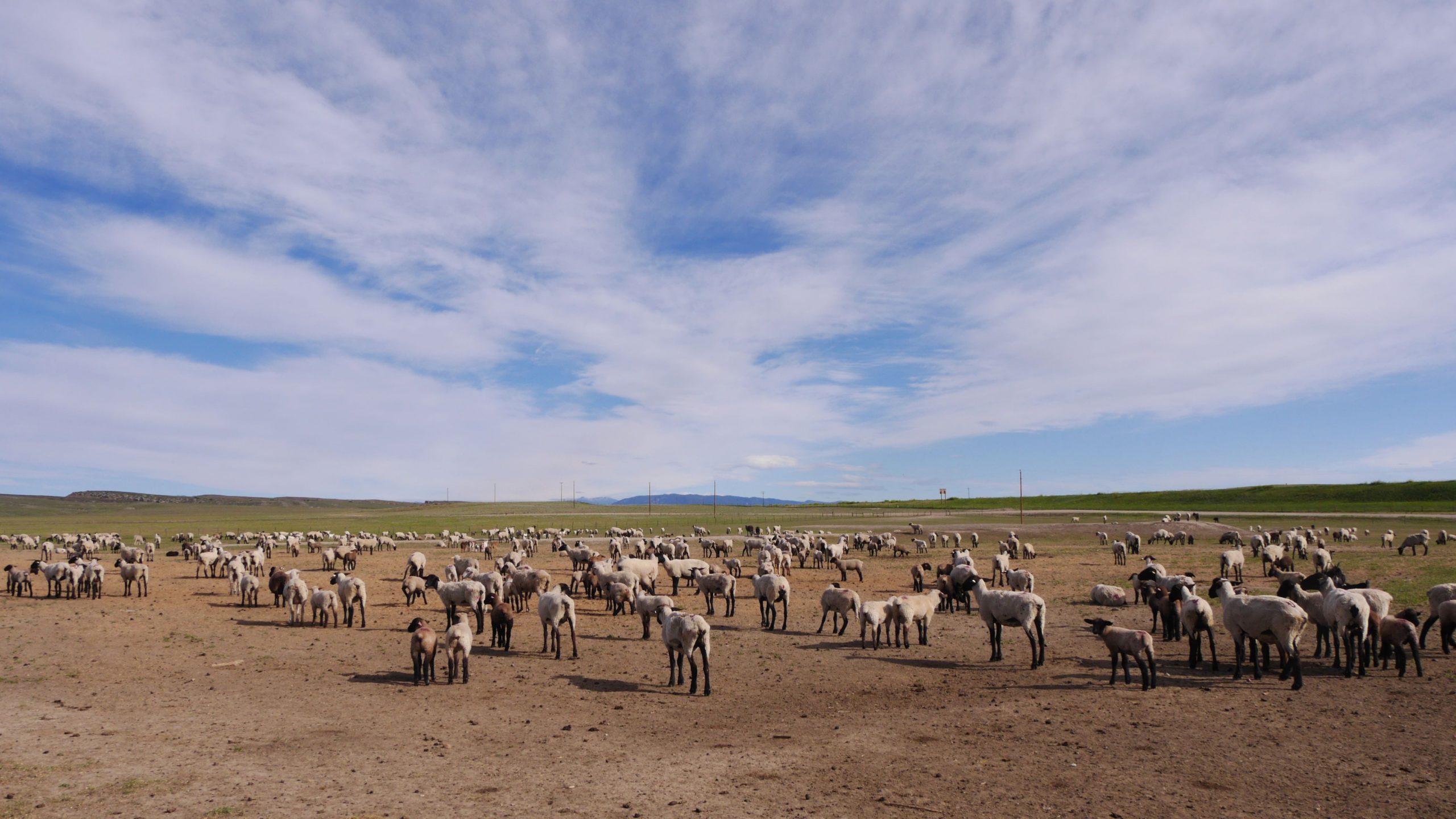 UW Extension hosting Wyoming Sheep Seminar in Powell – AgNews