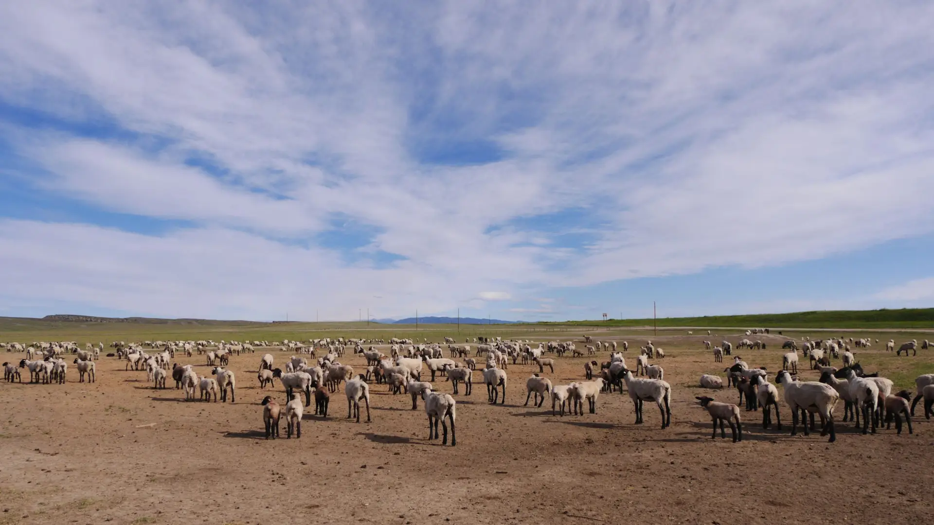 Sheep