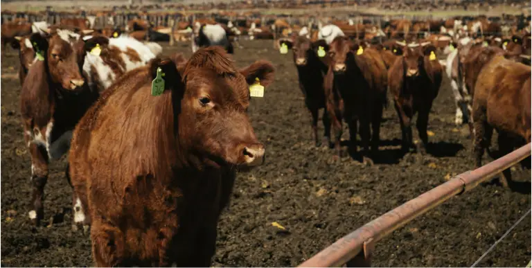Cattle in feedlot