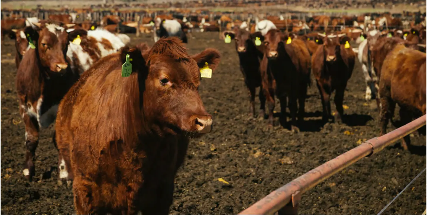 Cattle in feedlot