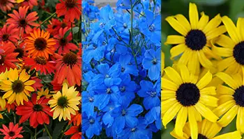 red-orange, blue, and yellow flowers