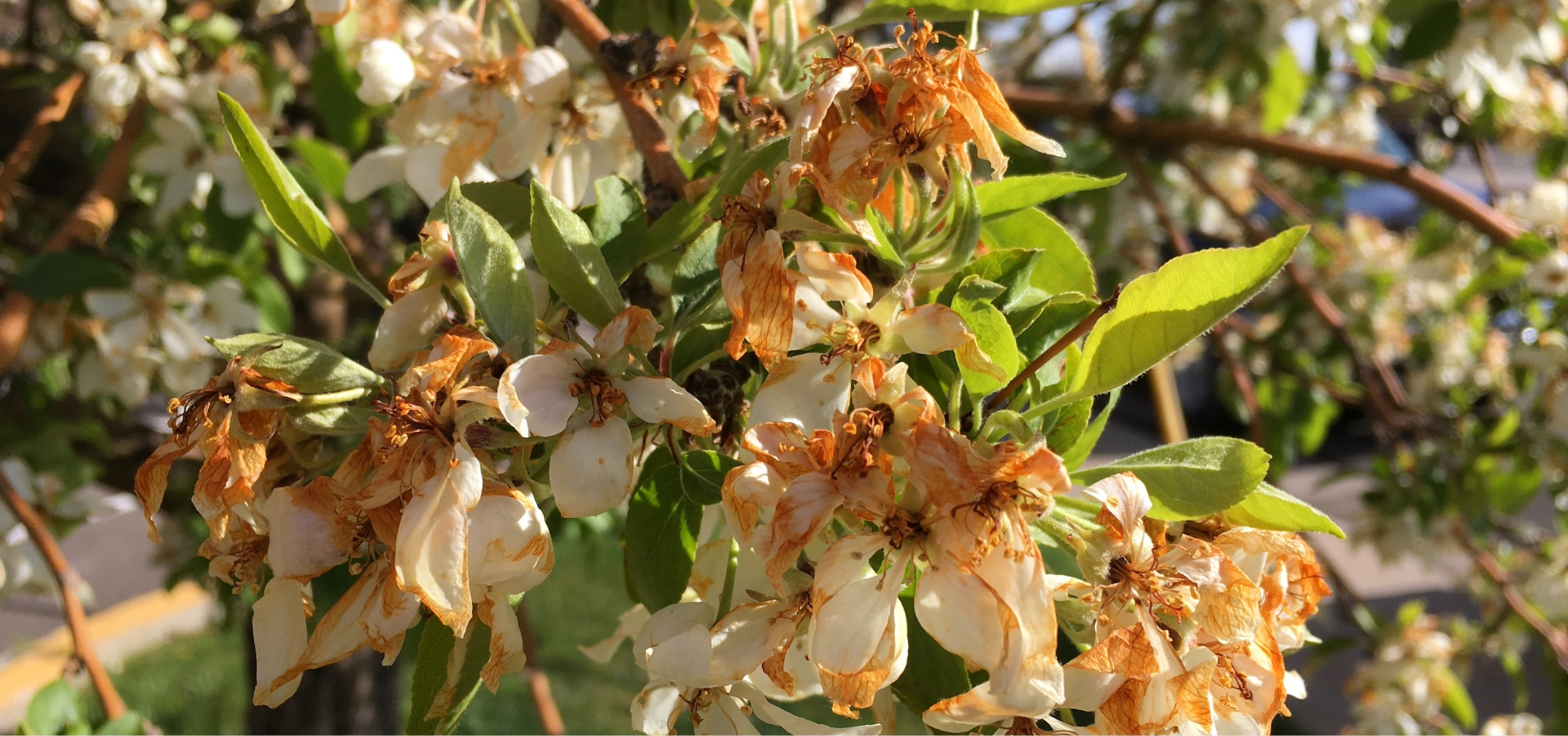 Freeze damage on crab apple blossoms. This type of damage may result in little fruit crop during the current year. Photo b y Jennifer Thompson.