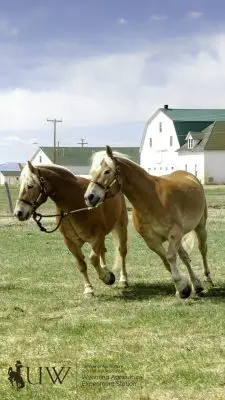 Haflingers Pistol and Pete running in circles around a trainer.