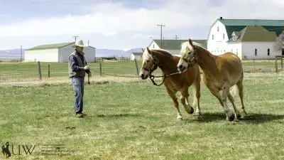 Haflingers Pistol and Pete running in circles around a trainer.
