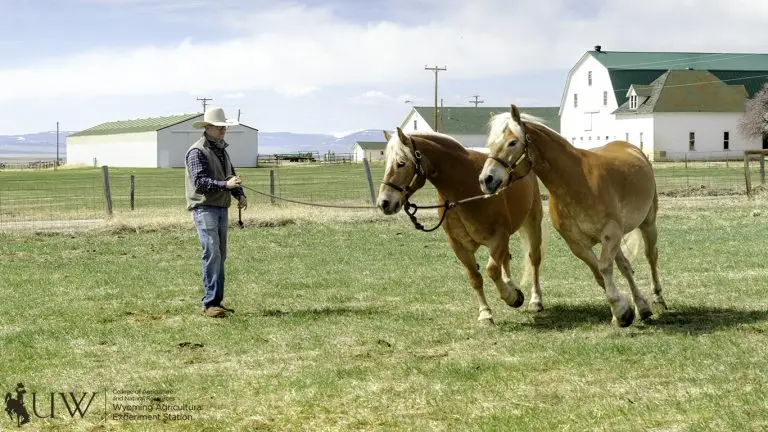 Haflingers Pistol and Pete running in circles around a trainer.