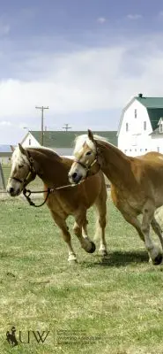 Haflingers Pistol and Pete running in circles around a trainer.