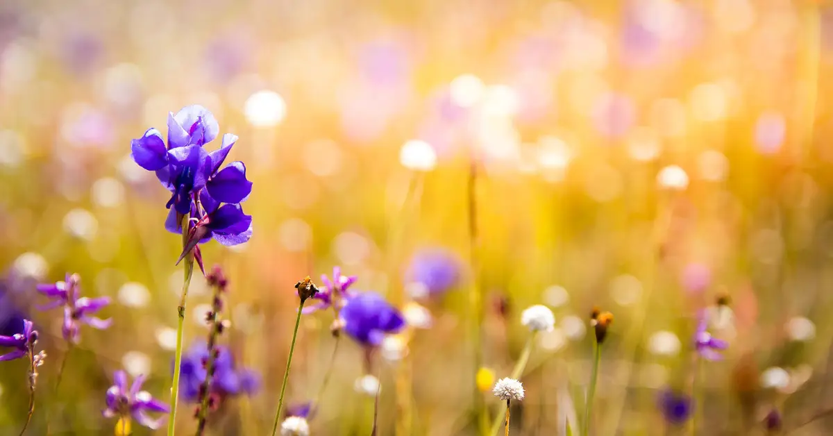 Wildflowers