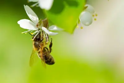 Bee on flower