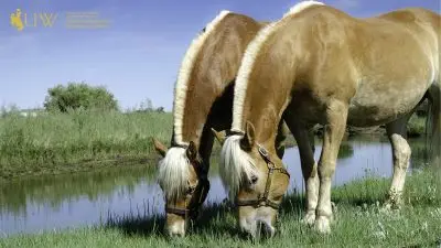 Pistol and Pete grazing by the Laramie River.