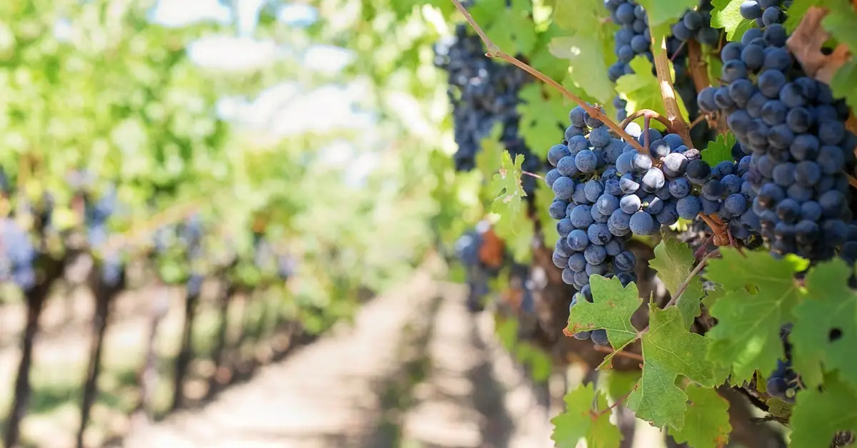 Grapes on vine