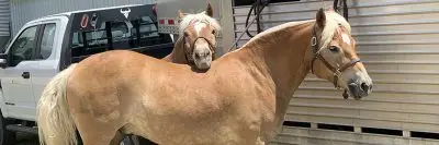 Pistol and Pete waiting while tied to their trailer.