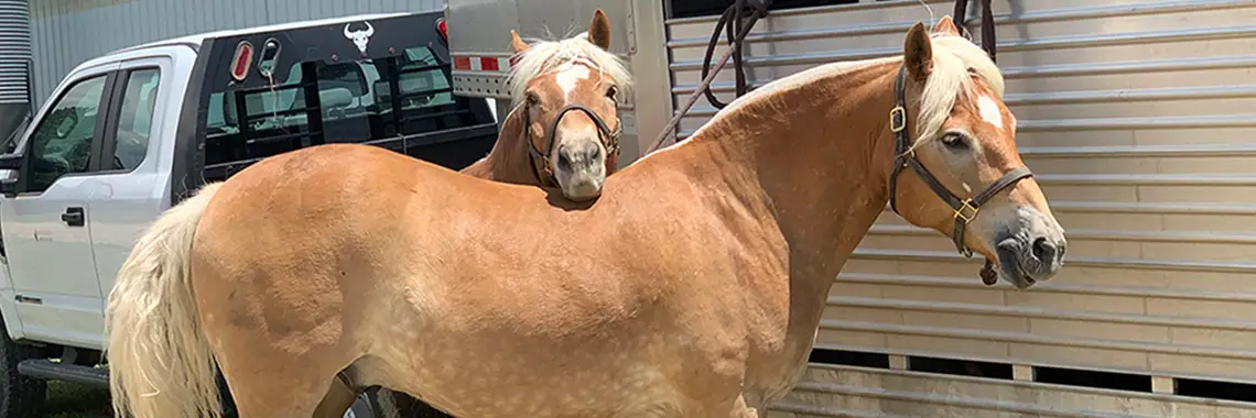 Pistol and Pete waiting while tied to their trailer.