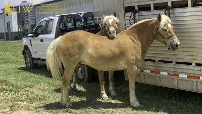 Pistol and Pete waiting while tied to their trailer.