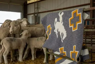 Blanket with sheep at LREC