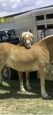 Pistol and Pete waiting while tied to their trailer.