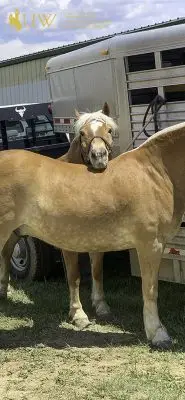 Pistol and Pete waiting while tied to their trailer.