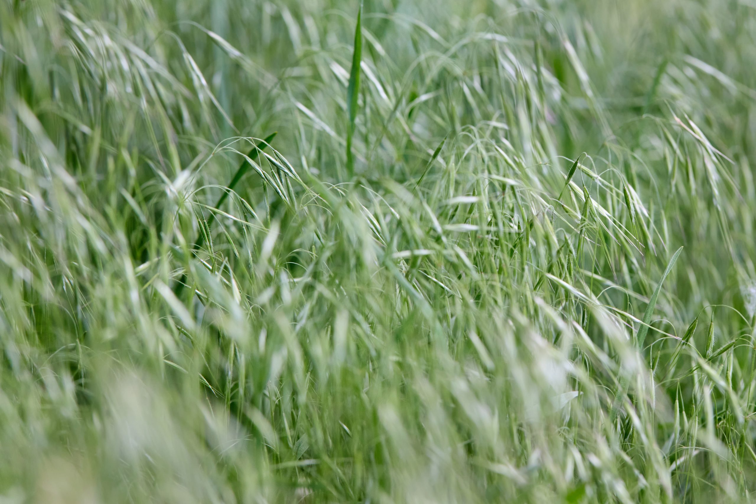 fescue pasture grass