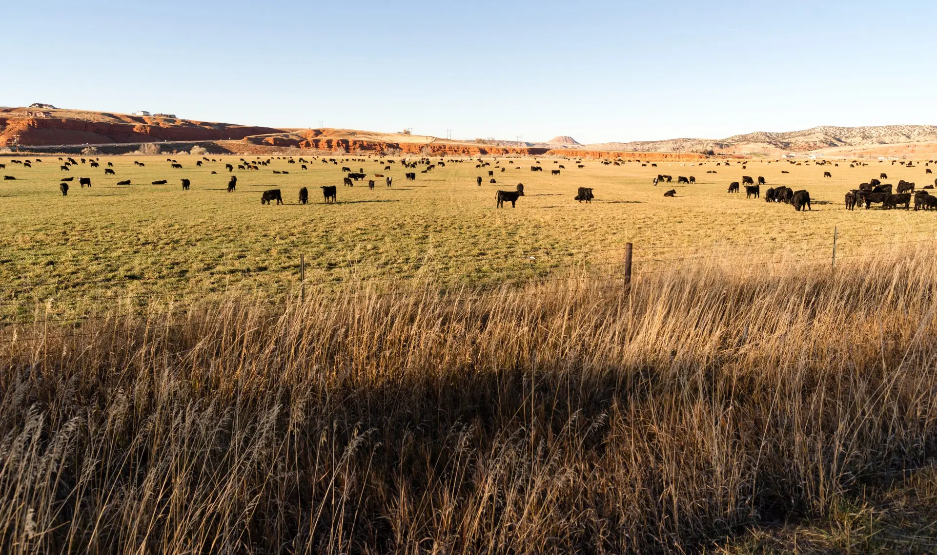 Cattle in pasture.