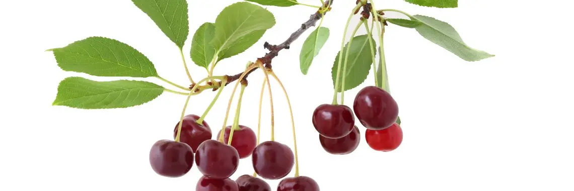 red cherries on a branch