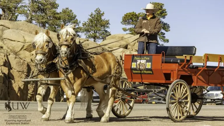 Pistol and Pete with driver Elias Hutchinson standing up in the wagon.