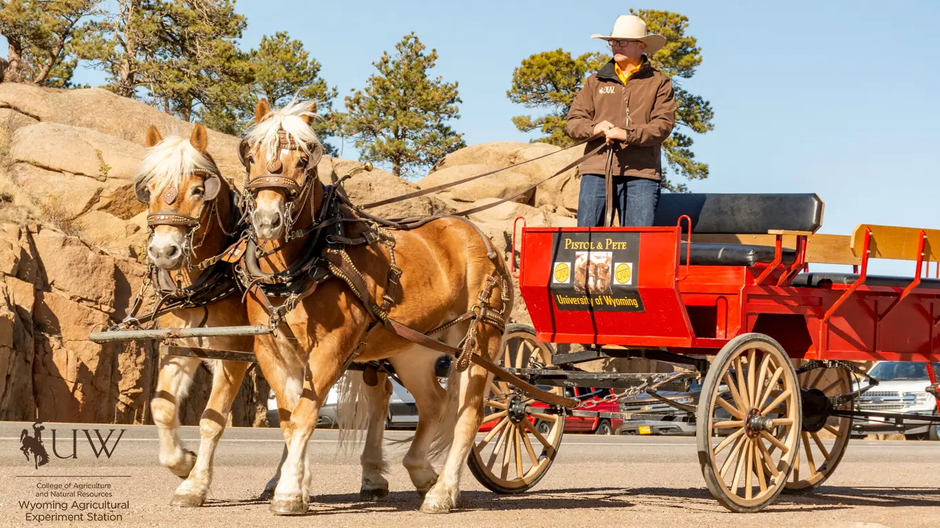 Pistol and Pete with driver Elias Hutchinson standing up in the wagon.