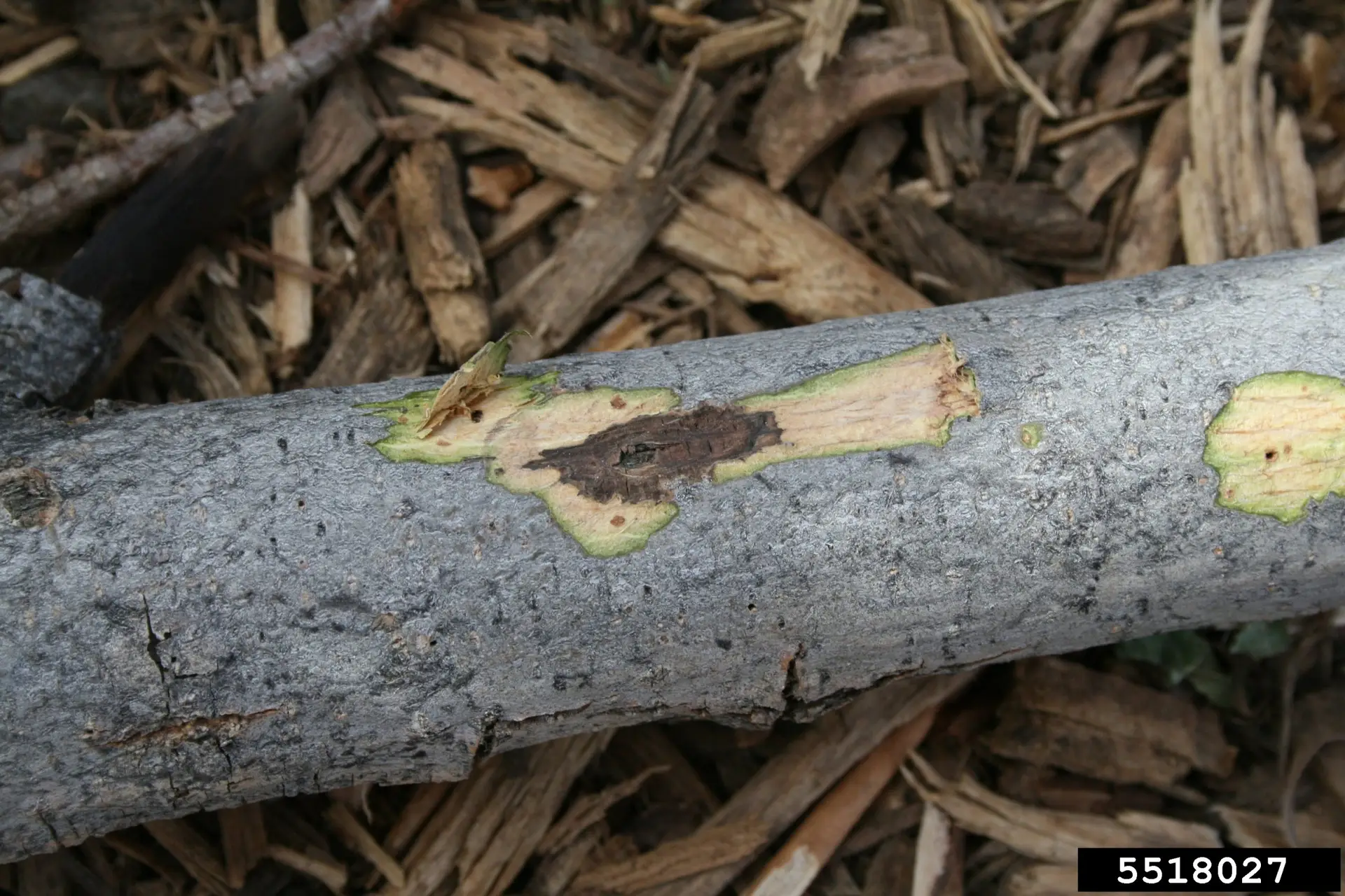 Black walnut tree with thousand cankers