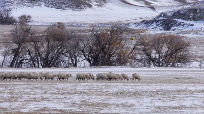 Sheep grazing in snowy pasture.