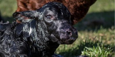 Newborn black Angus calf