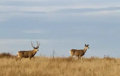 Mule deer buck and doe