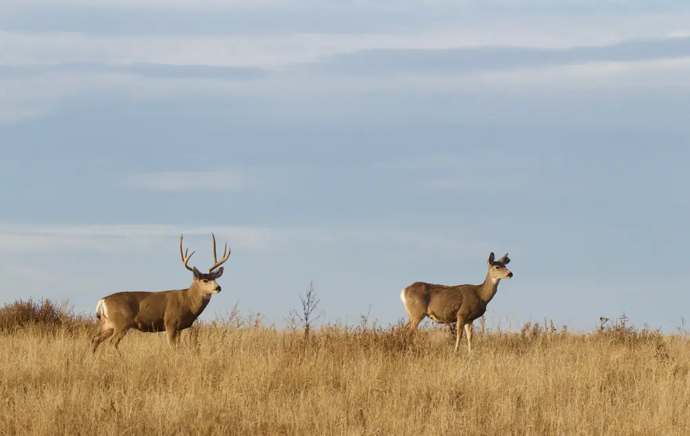 Mule deer buck and doe