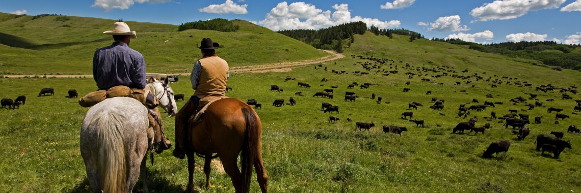 Two cowboys and their dog watch herd of cattle.
