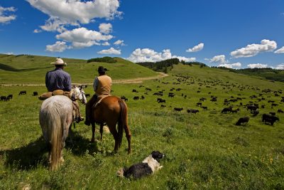 Two cowboys and their dog watch herd of cattle.