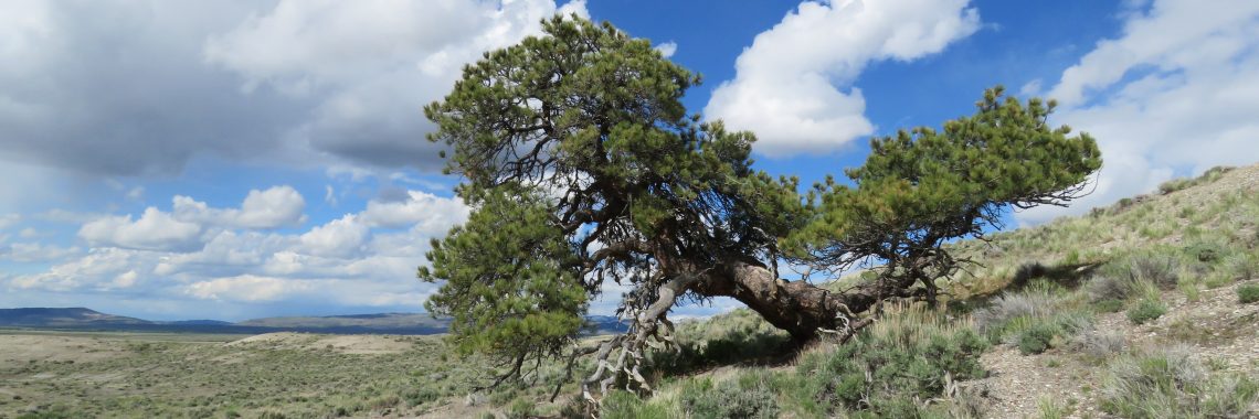 Weatherbeaten ponderosa pine on Wyoming prairie