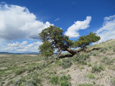 Weatherbeaten ponderosa pine on Wyoming prairie