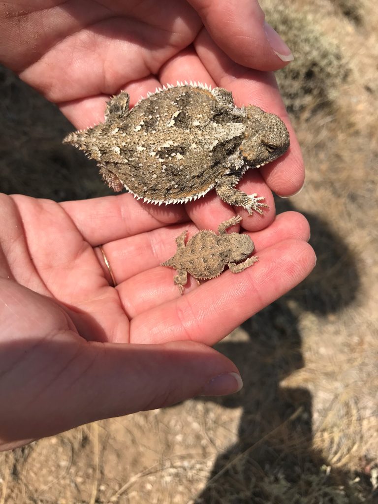 A large and a small horned toad in a pair of hands.
