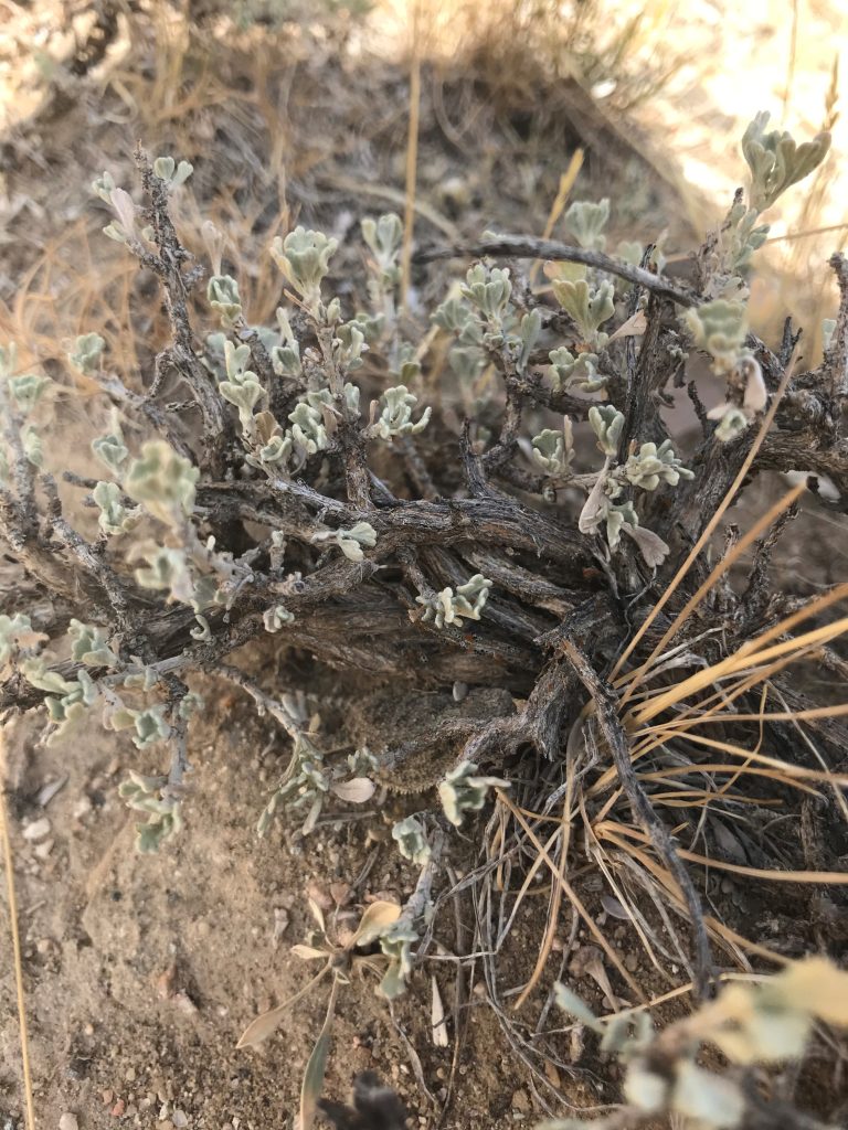 A hidden horned lizard amongst sagebrush.