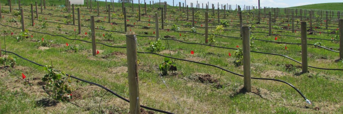Newly planted vineyard