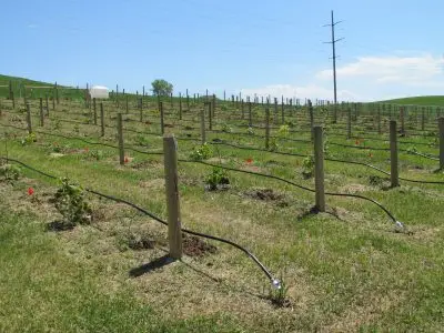 Newly planted vineyard
