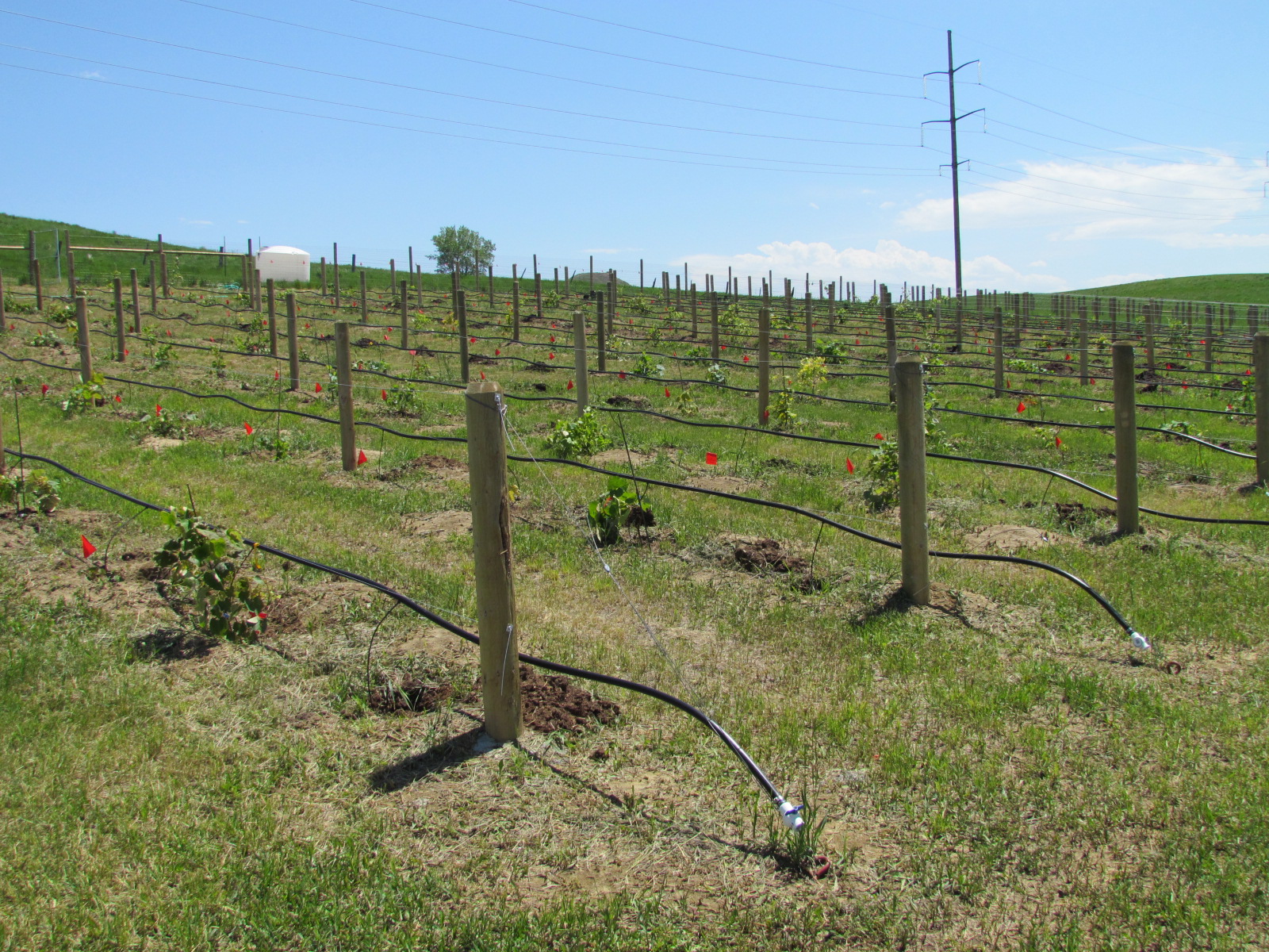 Proper Planting Training Vines Crucial To A Vineyard s Success AgNews