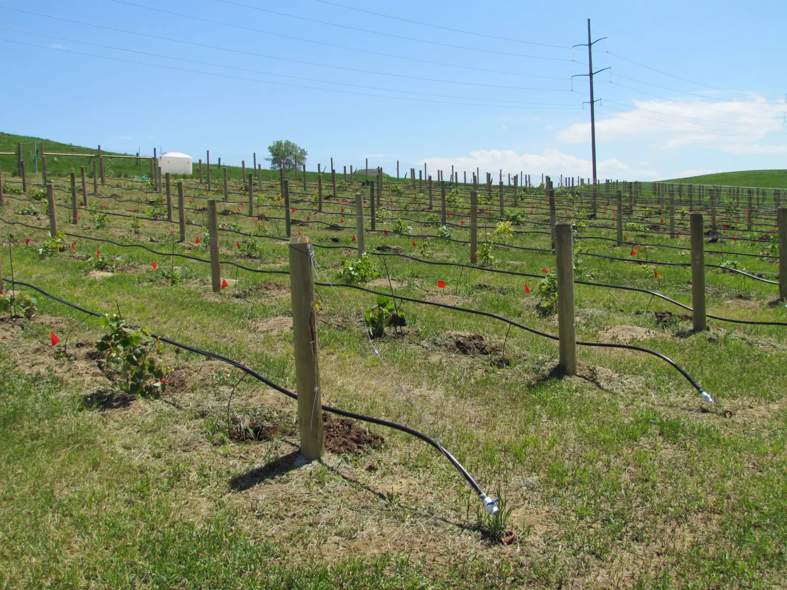 Newly planted vineyard