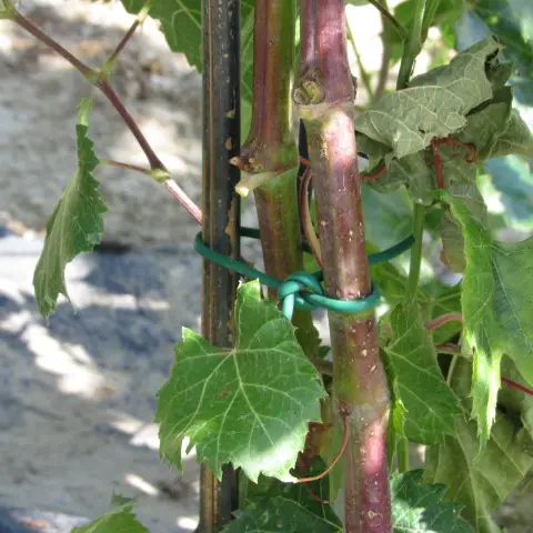 Vines tied to posts.