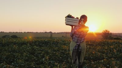 Carrying box of produce in a field