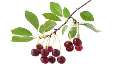 red cherries and green leaves on a branch