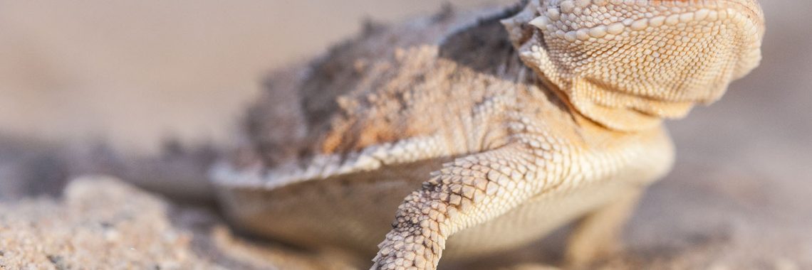 Sand-colored Horned Lizard