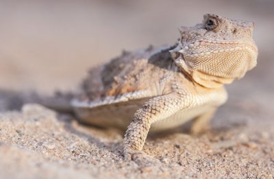 Sand-colored Horned Lizard