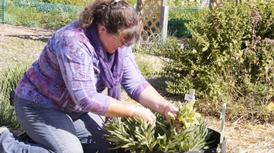 Donna Hoffman with oregano plants