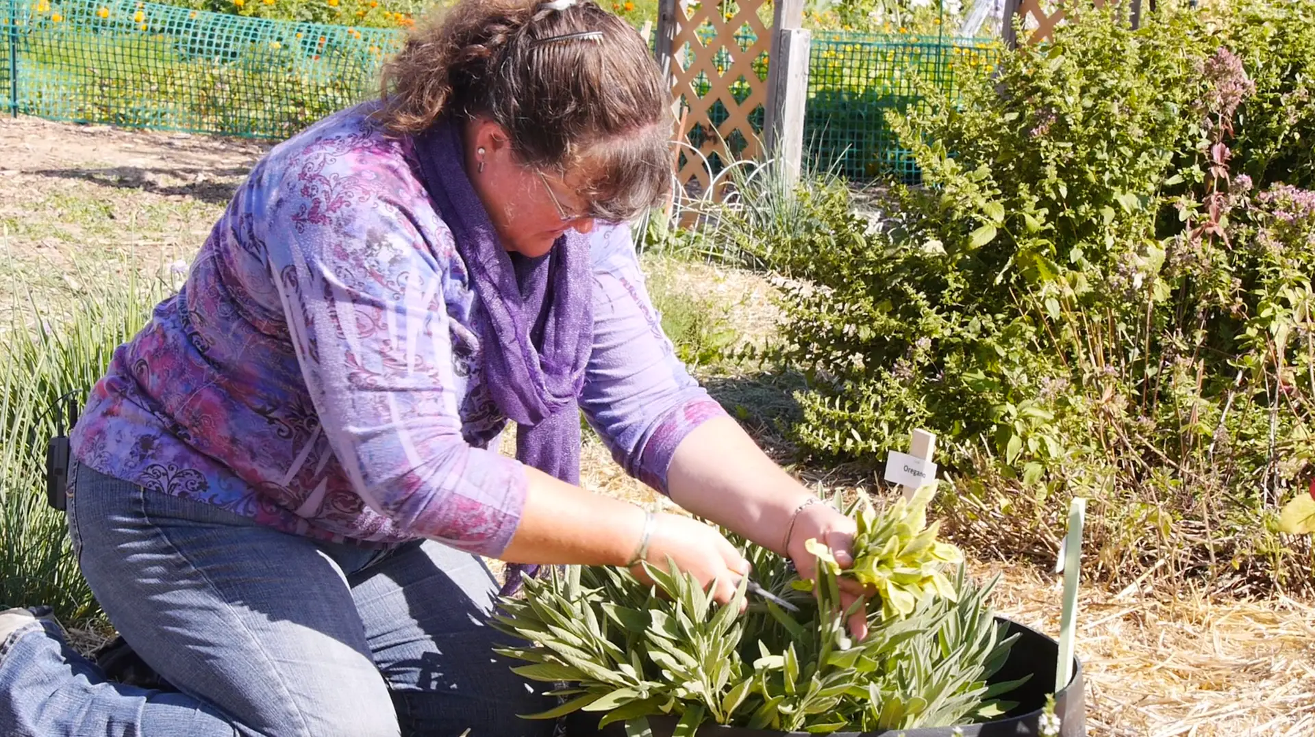 Donna Hoffman with oregano plants