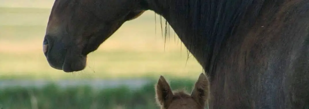 Mare and foal